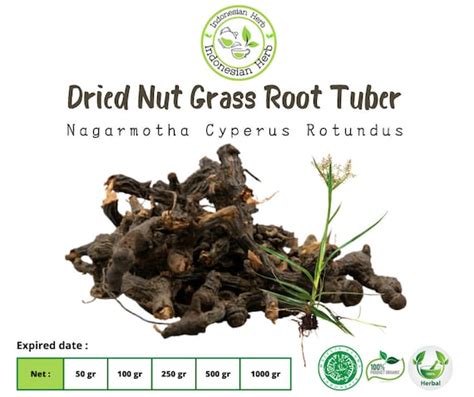 Dried Nut Grass Root Tuber Dry Nagarmotha Cyperus Rotundus Etsy