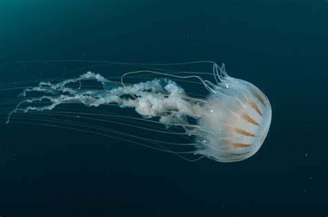 What’s the Difference? Jellyfish vs. Man o’ War | Moon Jellyfish