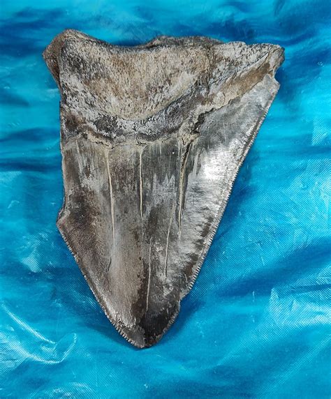 Massive Bargain Priced Megalodon Shark Tooth · L1: 4.27 L2: 4.21 ...