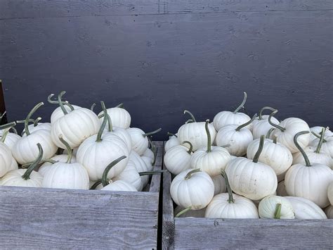 PUMPKIN PATCH — Langley Fine Gardens