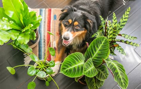 10 Best Indoor Plants For Pets Indoor Plants