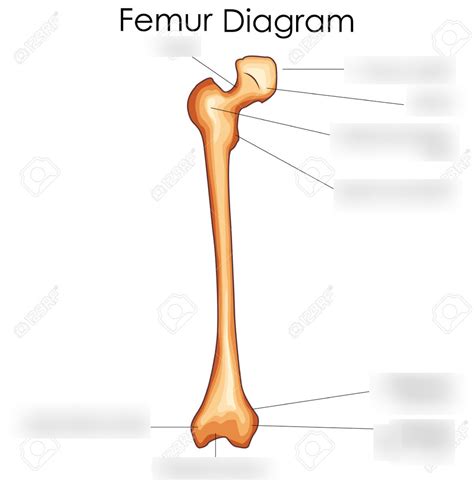 Femur Bone Diagram | Quizlet