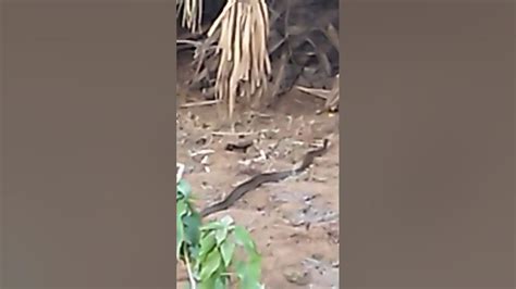 Omg 😮 Big Cobra Snake 🐍🐍 Shorts Cobra Trending Viralvideos Viral