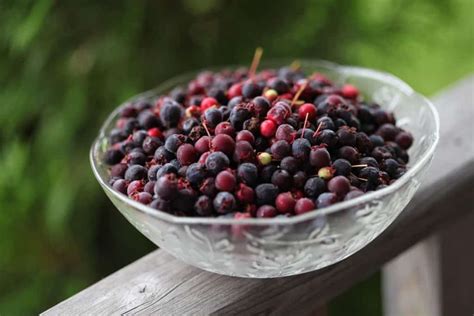 How To Make Serviceberry Jam - Farmhouse & Blooms