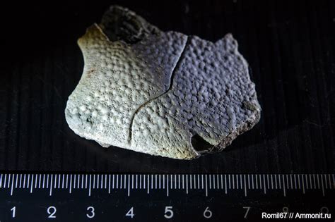 Плакодерма Placodermi - Ильменский глинт.
