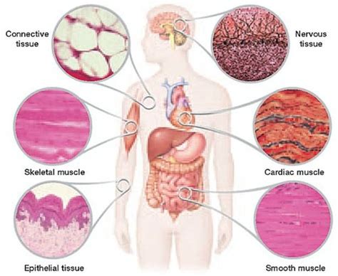 Science Body Systems Flashcards Quizlet