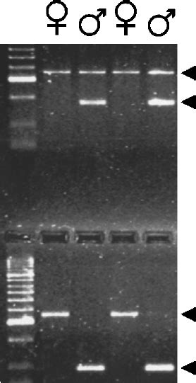 Agarose Gel Showing Identification Of Chromosomal Sex For Two Females