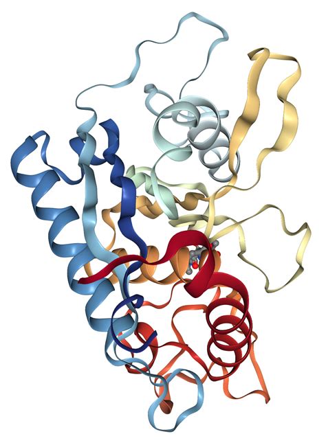 ADAM17 Protein Overview Sino Biological