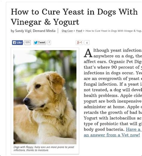 best dog food for dogs with allergies and yeast - Vertie Frick