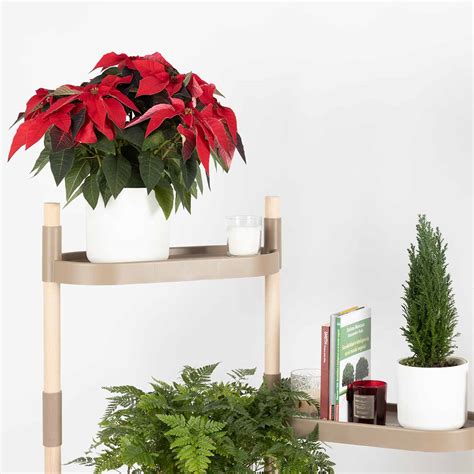 Comment Garder Votre Poinsettia En Vie Jusqu No L Prochain Citysens