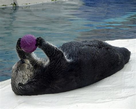 Sea Otters Don't Seem to be Such Expert Jugglers as Other Otters But You Have to Start Somewhere ...