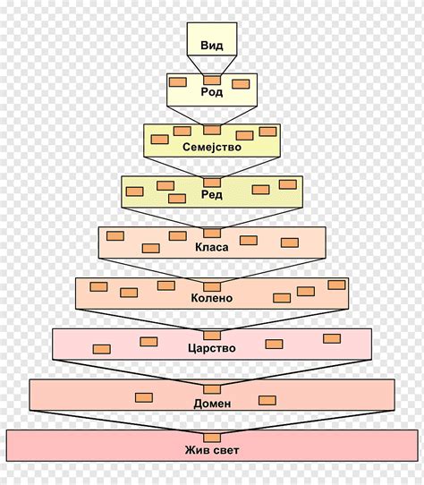 Taxonomía de Linux comparación biológica y contraste de esquemas de