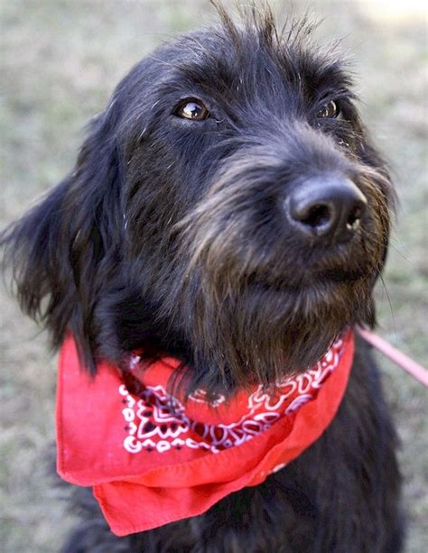 German Wirehaired Pointer Mix - MIXREDP