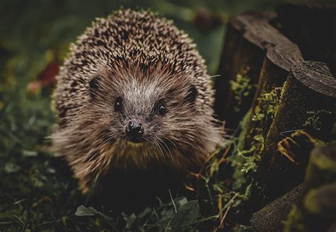 Brown and Black Hedgehog · Free Stock Photo