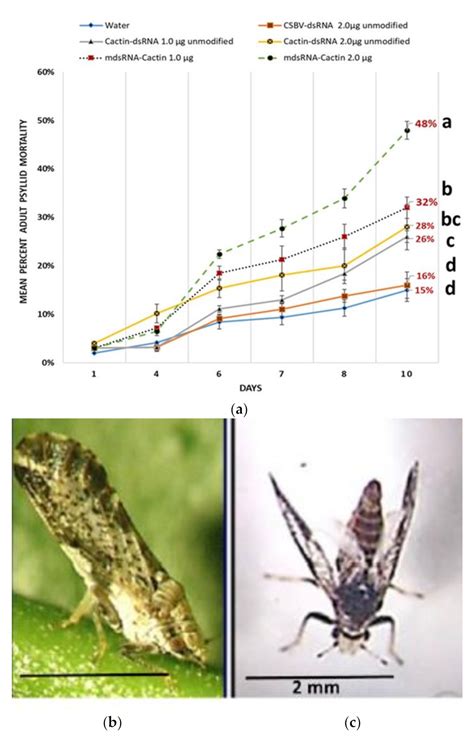 Plants Free Full Text Optimizing Efficient Rnai Mediated Control Of