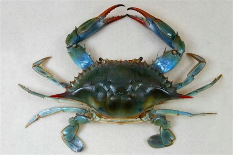 Blue Crab Physical Description