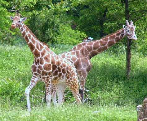 Pittsburgh Zoo, PA | Shutterbug