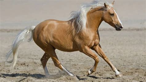 Palomino Horses - YouTube