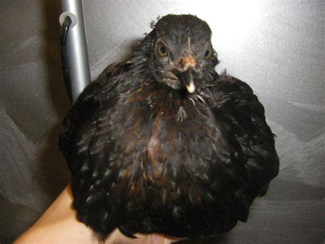Black Sex Link Boy Or Girl Backyard Chickens Learn How To Raise Chickens
