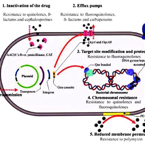 Antibiotic Resistance And Transmission Mechanisms In Salmonella Spp