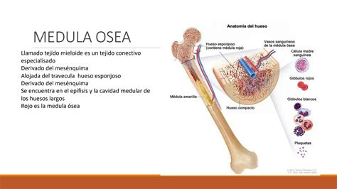 SOLUTION: Medula osea ppt - Studypool