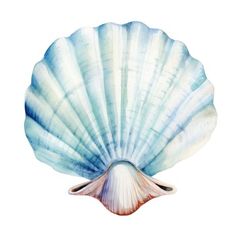 Watercolor Shell Clip Art Watercolor Hand Draw Png Transparent Image