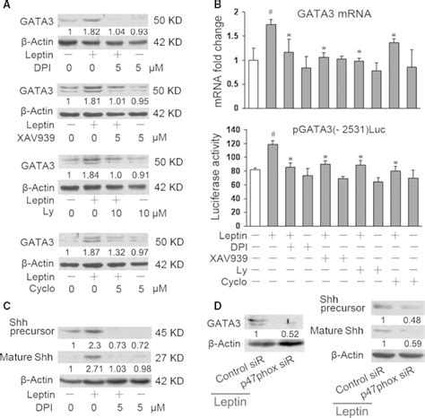 Multiple signalling pathways mediate leptin regulation of GATA3 ... 