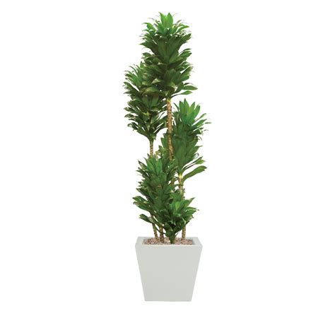 Dracaena Dragon Green Jewel Plant Care Guide Plantscape Live