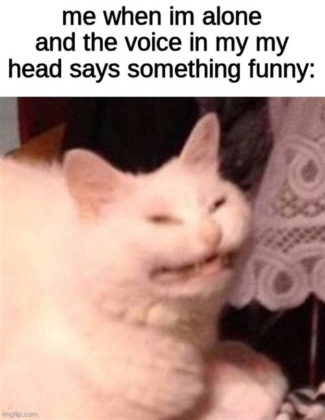 Cat Laughing Memes Gifs Imgflip