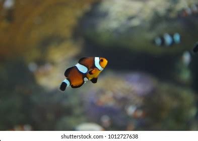 Finding Nemo Clown Fish Stock Photo 1012727638 | Shutterstock