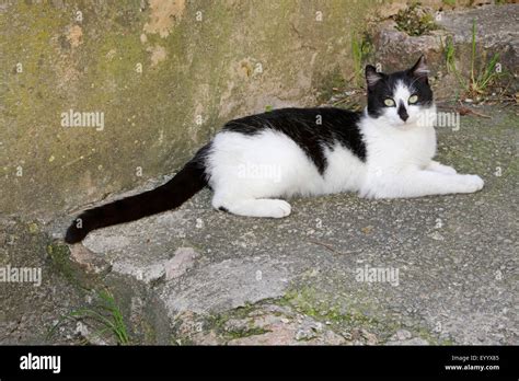 Domestic Cat House Cat Felis Silvestris F Catus Black And White