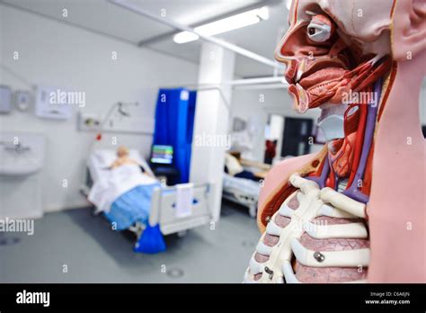 Human Anatomy Anatomical Model Hospital Ward Setting Clinical Skills