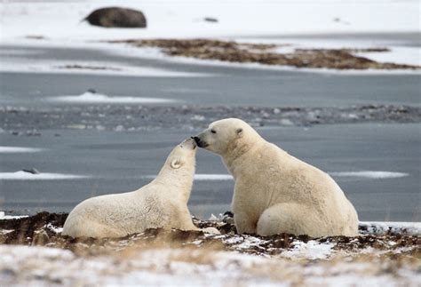 Ijsbeer Helpen Wwf Klimaatverandering Ook Voor Hen Probleem