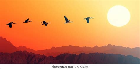 Geese Silhouette Stock Images, Royalty-Free Images & Vectors | Shutterstock