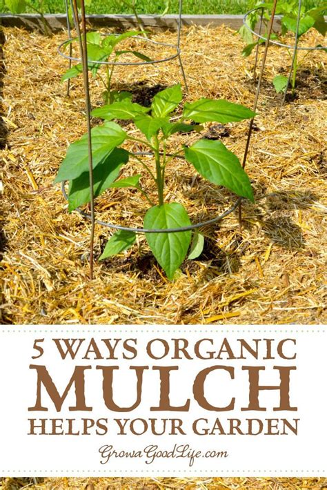 5 Ways Organic Mulch Helps Your Vegetable Garden Organic Mulch Mulch