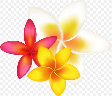 Frangipani Drawing Clip Art, PNG, 1098x936px, Frangipani, Cdr, Cut ...