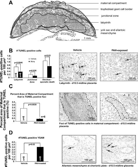 Figure From Fetal Growth Restriction Triggered By Polycyclic Aromatic