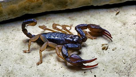 Alacranes gigantes sorprenden a pobladores de Yucatán son peligrosos