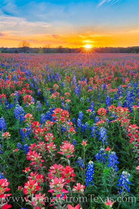 Bluebonnets And Indian Paintbrush Sunset 320 4 Washington County