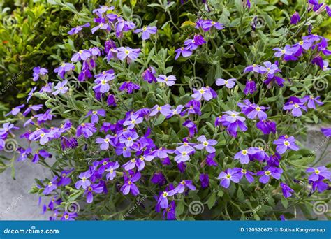 Purple Dame`s Rocket Flower Tree Hesperis Matronalis Stock Image ...