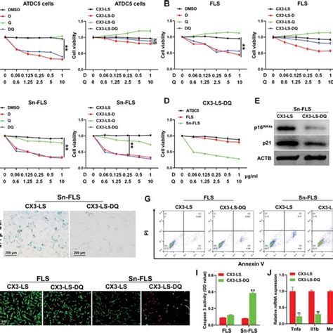 Selective Clearance Of Senescent Fls By Cx Lsdq In Vitro A Cell