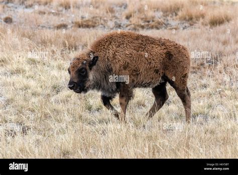 American Bison calf - Bison bison Stock Photo - Alamy