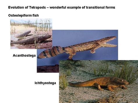 Evolution of Tetrapods wonderful example of transitional forms