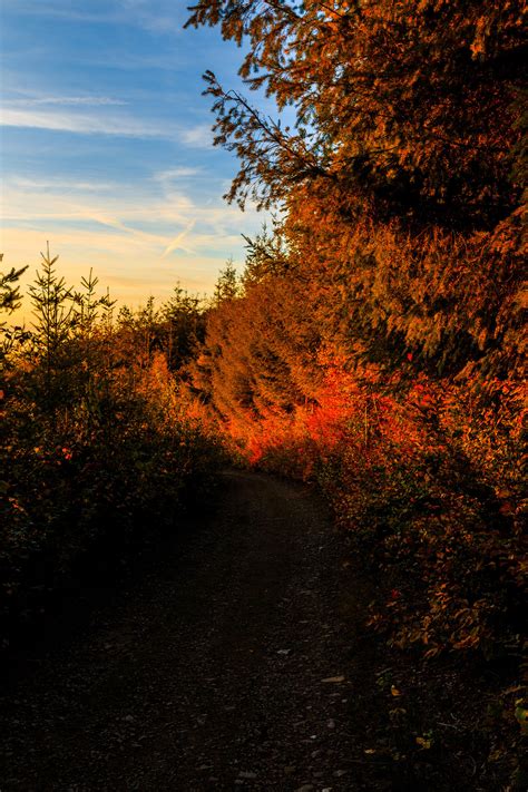 Autumn forest path 2/? - Belgian Ardennes,... - nature-hiking