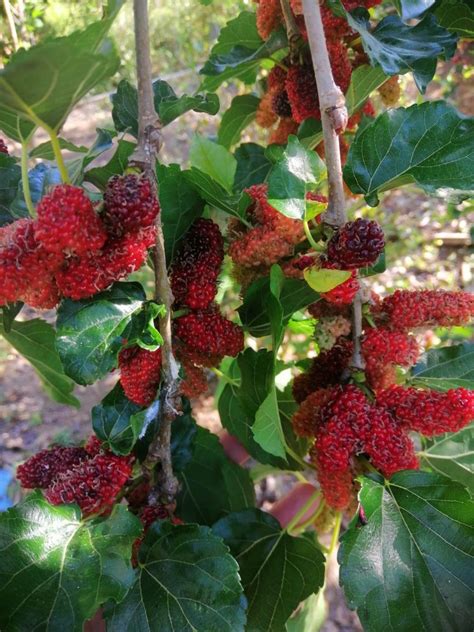 An orchard in Western Mindanao grows figs and other exotic fruit ...