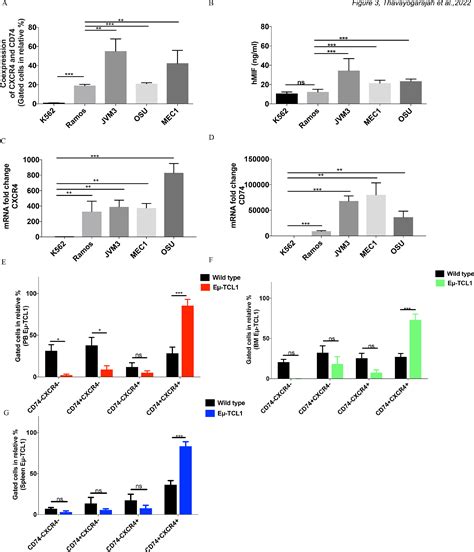 Cxcr4 And Cd74 Together Enhance Cell Survival In Response To Macrophage