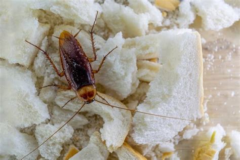 How Do You Find A Roach Nest Apartment Abc