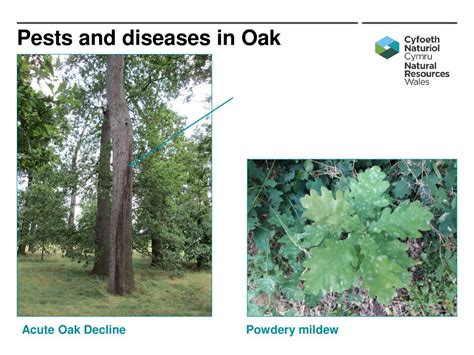 Focus On Oak Ppt Download