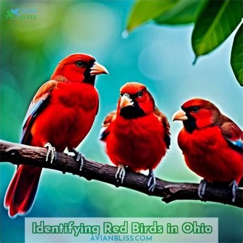 Red Birds In Ohio Types Id Guide And Photos