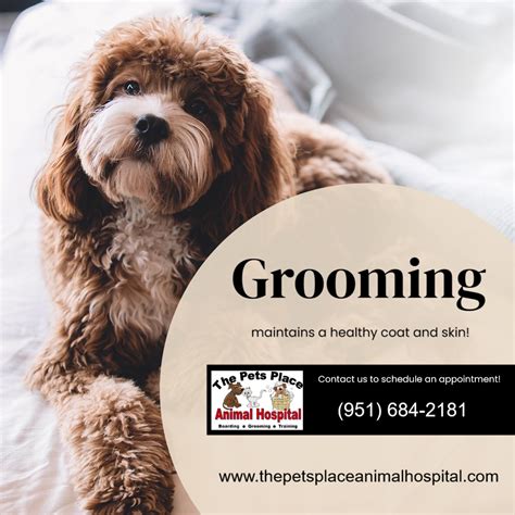 Pet Grooming in Riverside, CA | The Pets Place Animal Hospital